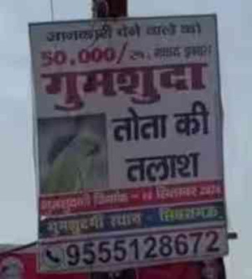 A Missing Parrot Has Kanpur Looking Up: Owner Offers ₹50,000 for Its Return