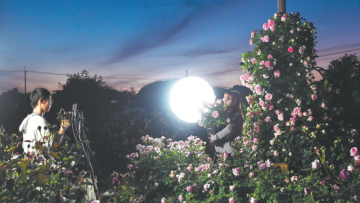China’s ‘Rose Doctor’ Is Growing Blooms for the World