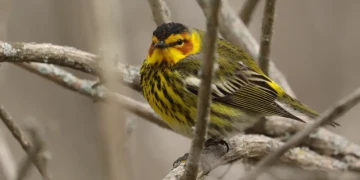 Moment of Science: Using thermal imaging to track birds flying by night