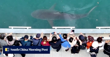 'People love it': how a trapped shark became a tourism darling in South Korea