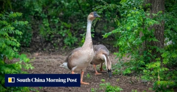Climate Change & Farming May Have Shaped a Genetically Distinct Swan Goose, Study Finds