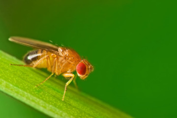 Sheffield’s Tiny Fruit Flies Are Suddenly Everywhere This Autumn - Here’s What’s Bringing Them Out