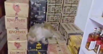 Drunk monkey downs half a bottle of vodka in off-licence before passing out