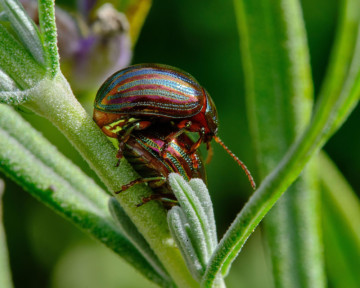 This Shiny Beetle Looks Harmless, But It Could Spell Trouble for Your Favourite Garden Plants