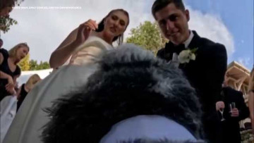 TOO CUTE: Four-legged wedding videographer named Swayze steals the show