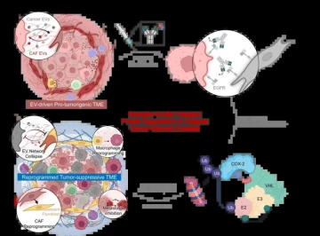 What If Cancer Could Be Stopped by Cutting Off Its Support System?