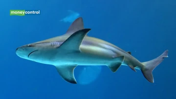Blacktip sharks can hear underwater sounds from nearly 250 feet away and pinpoint their source, study finds