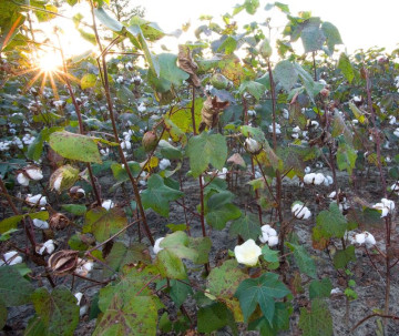 HTBt Cotton Debate Grows as Unapproved Seeds Spread Across India and Regulators Weigh What Comes Next