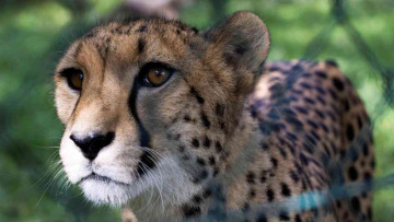 CM Releases Two Cheetahs Into Veerangana Durgavati Tiger Reserve