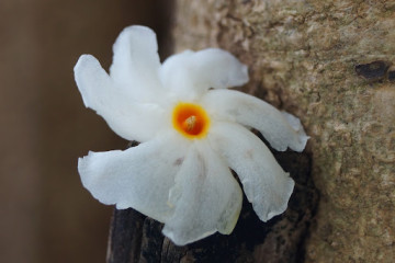 Essence of the Shiuli Flower - Explore Share Inspire - Travel, Food & Cultural Experiences