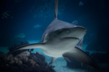 Sharks Have Ears on the Ocean: Study Finds They Can Hear Sounds From 243 Feet Away and Pinpoint Their Source