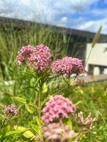 School Gardens Can Still Bloom! Funding Grants Remain Open for Schools Ready to Go Green