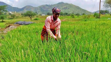 Why biofortified crops could shape the next phase of Indian agriculture