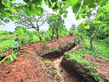 State's first bio-fencing technique helping Nagpur Division to curb man-animal conflict in Parseoni