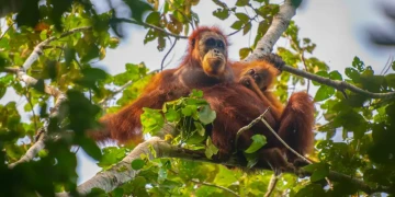 Indonesia releases 8 orangutans rescued from fires to protected forest