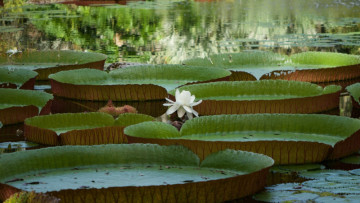 New Giant Waterlily Found via Instagram Has Fewer Than 50 Wild Plants Left