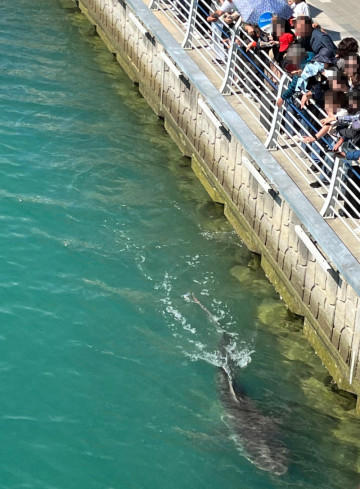 Busan’s Gen Z Has Main-Character Energy for Wildlife! A Shark and an Otter Get Cute Nicknames, Viral Memes and Fan Merch as Locals Turn Animal Sightings Into Full-Blown Fandoms