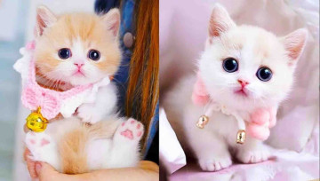 Your Daily Dose of Aww Is Here! From Tiny Kitten Dance Moves to Sleepy Loaf Mode, These Cute Cat Videos Are Taking Over TikTok and YouTube