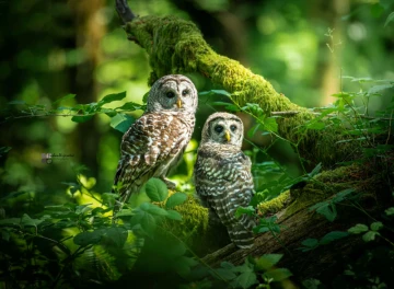 From Tracking 160+ Leopards to Owl-Watching in Oregon 🦉 Sri Lankan Photographer Toshan Wijeratne Starts a Wild New Chapter