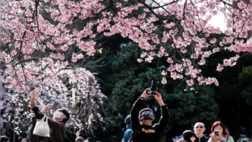 Japan’s Cherry Blossoms Are Pretty, Pink and a Tourism Magnet 🌸 When Nature Blooms, the Economy Gets a Glow-Up
