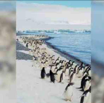 “Zindagi Na Milegi Dobara” Moment: 67-Year-Old Chinese Woman Spends $22,000 Photographing Penguins in Antarctica After Cancer Diagnosis, Tumour Shrinks a Month Later