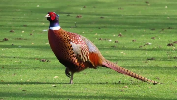 From 11% to 100%: How Himachal Pradesh saved the rare Cheer pheasant from dying out in the wild