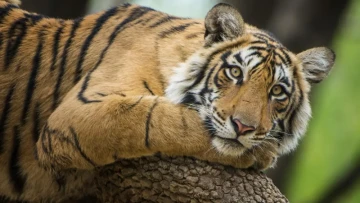 No bite-sized wildlife lesson here! ‘Mammals of India’ is a heavyweight reference for serious nature buffs, not beginners looking for an easy read