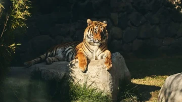 The wild is knocking on city doors! Shrinking forests and broken corridors are bringing Indian cities and wildlife into closer contact.