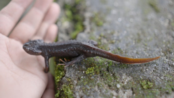 Tiny dragons, big save! Darjeeling locals have quietly protected Himalayan salamanders for decades, proving conservation heroes don’t always wear lab coats. 🦎🌿