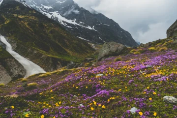 How Did Plants Take Over Earth? 🌱 Scientists Point to Two Major Turning Points That Helped Plants Flourish