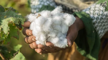 Nature isn’t just giving green vibes, it’s protecting businesses from costly supply-chain shocks 🌿