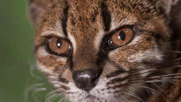 New Cat Species Just Broke the Internet! 🐈✨ Meet the Tilcayo, a Wild Feline Whose Viral Fame Is Fueling Science and Big Donations