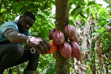 Chocolate Needs a Climate Upgrade! 🍫 Ivory Coast Is Developing Tougher Cocoa Beans to Fight Unpredictable Rains and Keep the World’s Chocolate Supply Going.