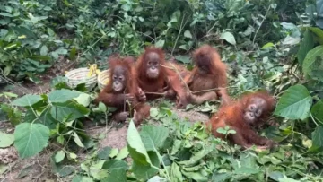 Five Tiny Orangutans, One Big Mystery! 🦧 Indonesia Plans Odisha Visit to Check the Rescued Infants’ Health and Help Trace Their Origins.