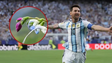 Not A Trophy, But A Flower! Peru Names A Newly Discovered Endangered Plant After Messi