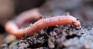 Rainy Day, Worms on the Move! 🌧️ Are Earthworms Using Rain as Their Travel Ticket?