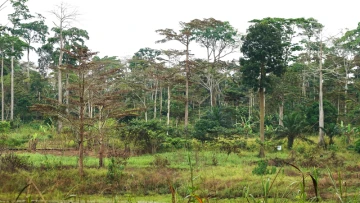 Save the Forests, But Who’s Paying the Bill? 🌳