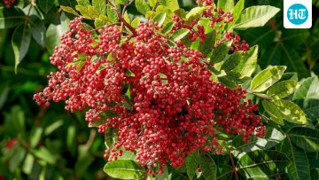 Pretty Plant, Wild Problem! 🌿 Florida’s Brazilian Pepper Took Over 700,000 Acres After Starting as an Ornamental Shrub