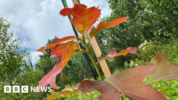 109,000 Trees, One Giant Green Comeback! 🌳 Volunteers Bring New Woodlands to Life in Lancashire