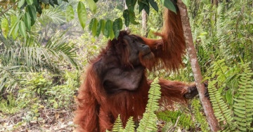Palm Oil or Wildlife Trouble? 🌴 Indonesia Probes Wildlife Violations at an Oil Palm Concession