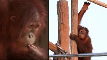 A Long Way Home! 🦧 In a First for India, Rescued Orangutan Returns to Indonesia After Being Found in Maharashtra