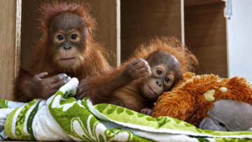 From Rescue to Homecoming: Baby Orangutan Returns to Indonesia After 2 Years in India