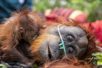 Indonesia Looks Into Wildlife Concerns at a Fire-Affected Palm Oil Plantation 🦧