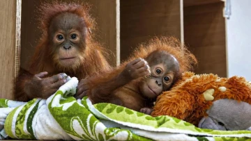 One Baby Orangutan Is Finally Home in Indonesia, Now Five More Are Waiting for Their Turn 🦧