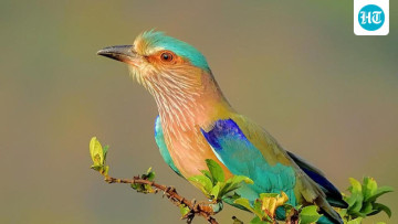 India Begins Assessing 1,211 Bird Species, With Initial Reviews Already Completed for Over 100 Birds 🐦