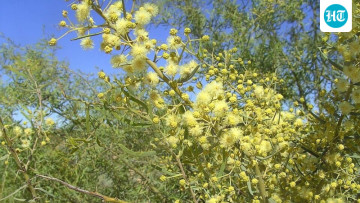 A Tree Brought to Australia for Shade and Animal Feed Has Now Spread Across 6.6 Million Hectares 🌳