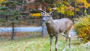 Your Plants Have More Than Winter to Worry About 🌱 7 Plants to Protect From Hungry Animals This October