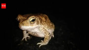 Australia’s Beetle Fix Went Totally Croak-y! 🐸 In 1935, It Released 2,400 Cane Toads; Today, an Estimated 200 Million Threaten 75 Wildlife Species