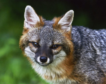 Fox Takes the Spotlight! 🦊 Ohio’s 2027 Wildlife Legacy Stamp Will Feature a Gray Fox With a Surprising Tree-Climbing Trick
