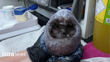 No Prickles, New Job! 🦔 Olly the Hedgehog Has Lost His Spikes but Gained a New Role as a Devon Wildlife Charity Ambassador